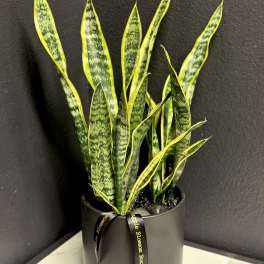 Sansevieria Plant