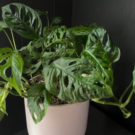Potted monstera adansonii plant with perforated green leaves in a white container