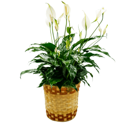 Peace Lily Basket - Medium
