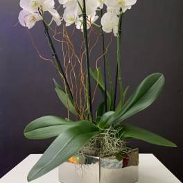 Orchid Plants in Silver