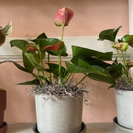 Potted anthurium plant with pink blooms in a speckled white container