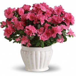 Pink azalea plant in a white ceramic pot