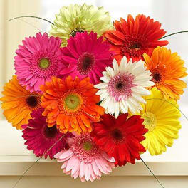 Bright gerbera daisy bouquet in pink, red, orange, yellow, white, and green