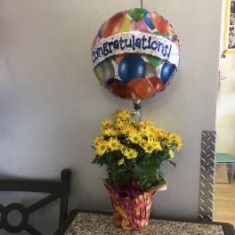 Yellow Daisy Plant - Congrats