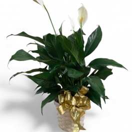 Potted peace lily with white blooms and a gold ribbon in a woven basket