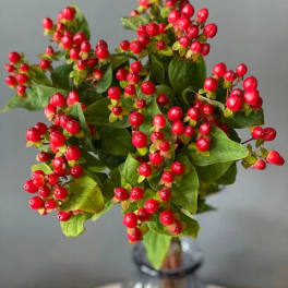 Hypericum berries (10 stems)