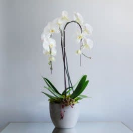 Simply-Orchids