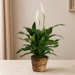 Potted peace lily plant with white blooms in a woven basket