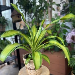 Variegated green houseplant in a woven basket pot
