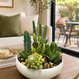 Mixed cactus and succulent arrangement in a white bowl planter