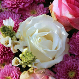 Assorted dahlias in pink, purple, red, and white