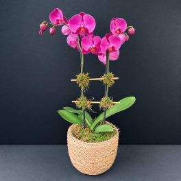 Pink orchid plant in a woven basket planter