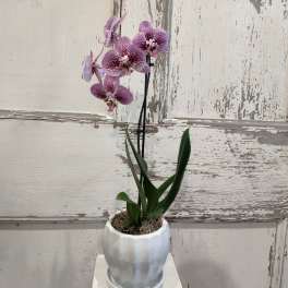 Orchid Plant
