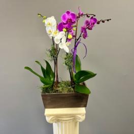Garden of Orchids