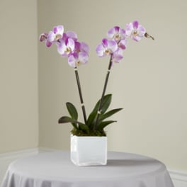 Two pink-purple orchid stems in a white square pot
