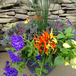 Colorful potted floral arrangement with purple, yellow, and orange blooms