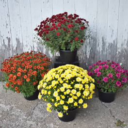 Fall Outdoor Hardy Mums