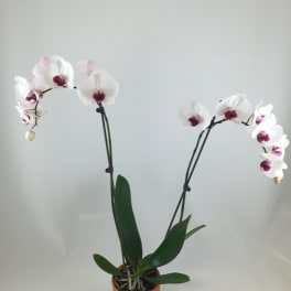 Beautiful Orchid Plant
