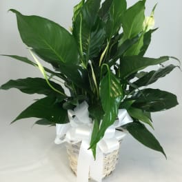 Potted peace lily in a woven basket with a white ribbon