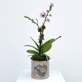 Sweetheart Orchid