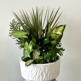 Mixed green houseplants in a white ceramic planter