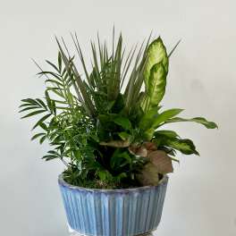 Mixed green plant arrangement in a blue ceramic planter