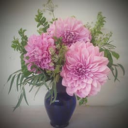 Pink dahlias arranged in a dark blue vase