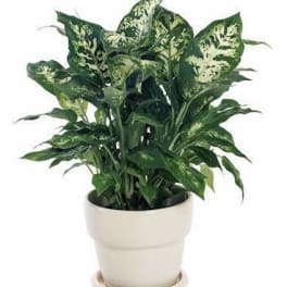 Potted Aglaomena