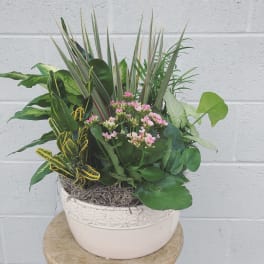 Mixed potted plant arrangement with pink blooms in a white ceramic planter