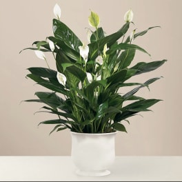 Potted peace lily plant with white blooms in a white ceramic pot