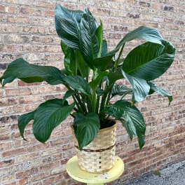Large green potted plant in a woven basket planter