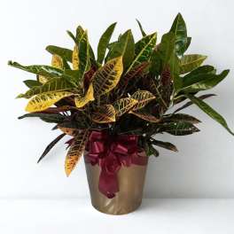 Potted croton plant with multicolored leaves and a burgundy ribbon