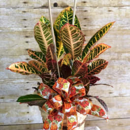 Croton plant in a woven basket with a pumpkin ribbon