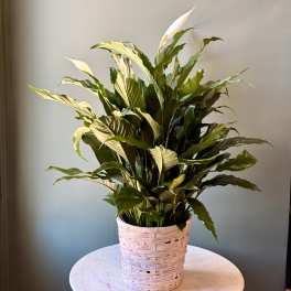 Potted peace lily plant in a woven basket planter