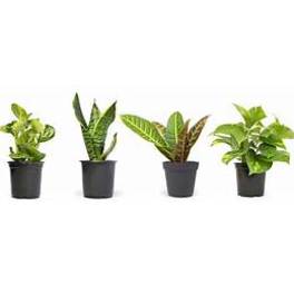Green Plant