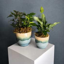Two potted green houseplants in ceramic planters on a white pedestal