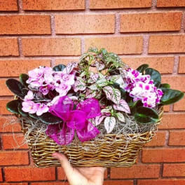 Vibrant Violet