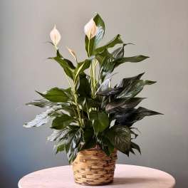 Potted peace lily with white blooms in a woven basket
