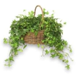 Hanging wicker basket filled with trailing green foliage
