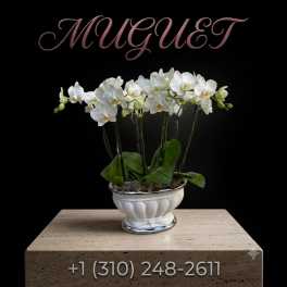 White orchid plant in a white ceramic bowl on a pedestal