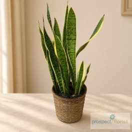 Potted snake plant in a woven basket planter