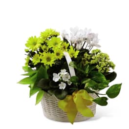 White basket of lime and white flowers with a yellow ribbon