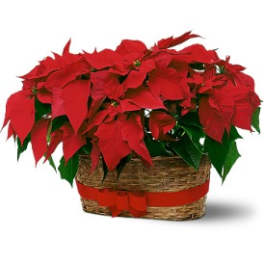 Red poinsettia plant in a woven basket with a red ribbon