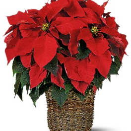 Potted poinsettia with red bracts in a woven basket