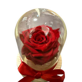 Single red rose under a clear dome with a red ribbon