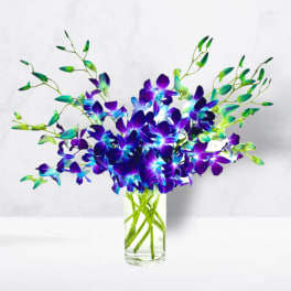 Purple and blue orchids in a clear glass vase