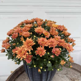 Orange chrysanthemum plant in a dark pot