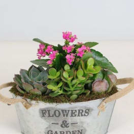 Succulent Garden