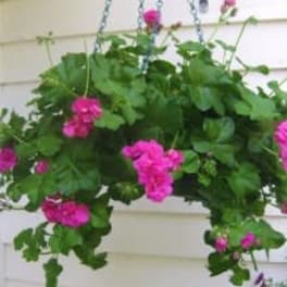 Hanging basket of bright pink flowers and dense green foliage