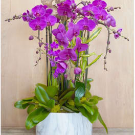 Purple orchids arranged in a white planter with green foliage